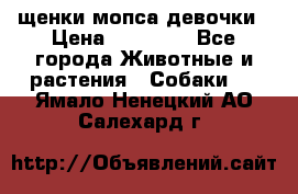 щенки мопса девочки › Цена ­ 25 000 - Все города Животные и растения » Собаки   . Ямало-Ненецкий АО,Салехард г.